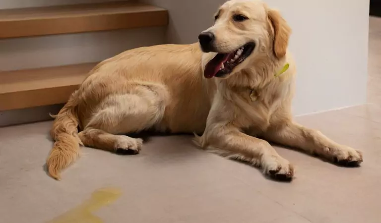 dog on a floor and pee on floor