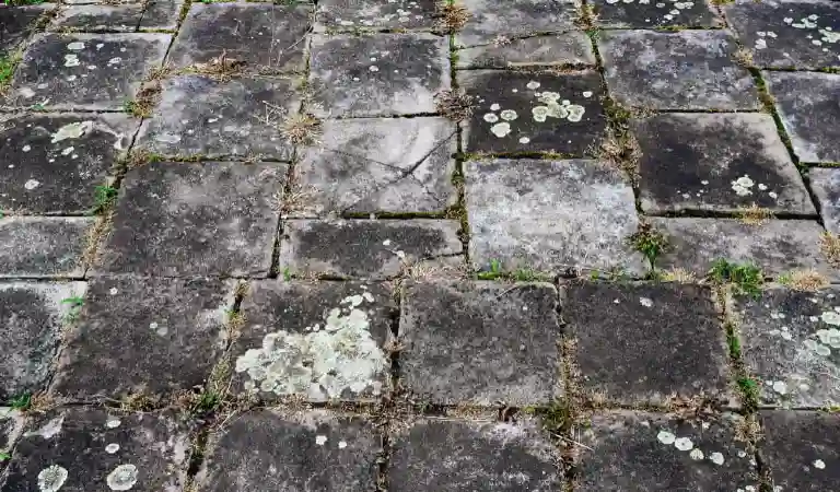 home patio driveway pavving slabs with sprouted grass between it